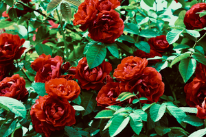 Vidange fosse septique L'Haÿ-les-Roses